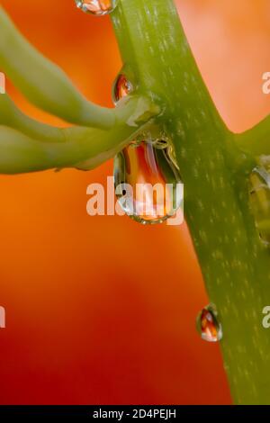 Macro d'UNE goutte de Nectar de la fleur d'UNE mère en lois langue, Dracaena trifasciata, plante sur un fond orange Royaume-Uni Banque D'Images