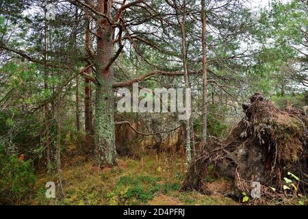 Magnifique paysage d'automne sur les rives de la mer Blanche, golfe d'Onega, Carélie, Russie. Banque D'Images