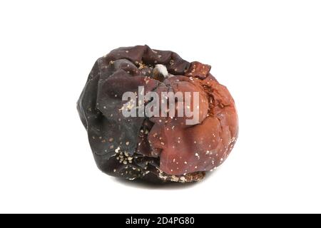 Vieille pomme pourrie isolée sur fond blanc. Photo haute résolution. Profondeur de champ complète. Banque D'Images