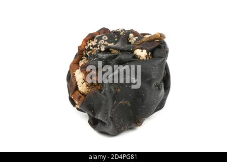 Vieille pomme pourrie isolée sur fond blanc. Photo haute résolution. Profondeur de champ complète. Banque D'Images