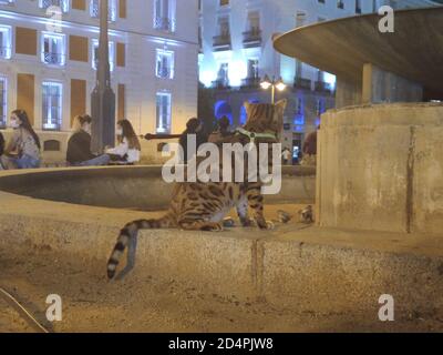 Chat domestique marchant sur une laisse dans les rues de Madrid, en Espagne Banque D'Images