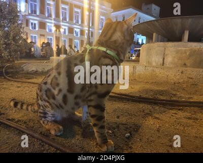 Chat domestique marchant sur une laisse dans les rues de Madrid, en Espagne Banque D'Images