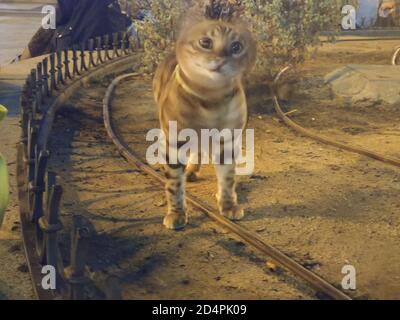 Chat domestique marchant sur une laisse dans les rues de Madrid, en Espagne Banque D'Images