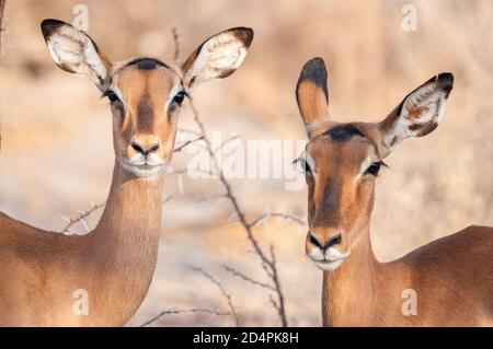 impala, Aepyceros melampus, Namibie Banque D'Images