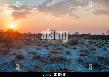 Coucher de soleil avec Lion, Onguma nature rserve, Namibie, Afrique Banque D'Images