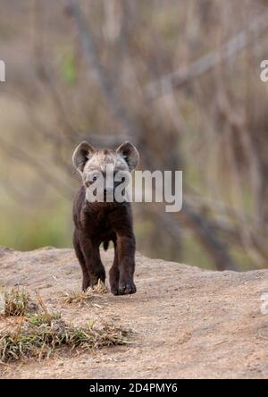 Hyena à pois (Crocouta crocouta) Banque D'Images