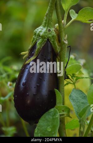 Aubergine mûre dans un potager sur une vigne. Banque D'Images