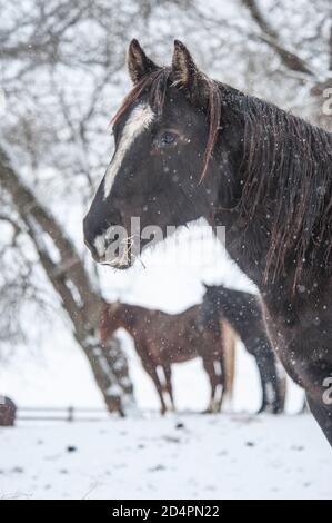 Le stand Quarter Horse mares se trouve dans un enclos enneigé Banque D'Images