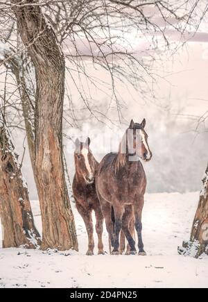 Le stand Quarter Horse mares se trouve dans un enclos enneigé Banque D'Images