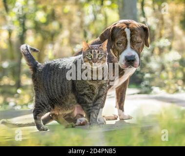 Chien de taureau américain et ami de chat tabby Banque D'Images