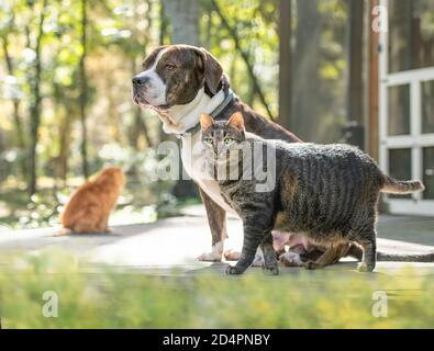 Chien de taureau américain et ami de chat tabby Banque D'Images