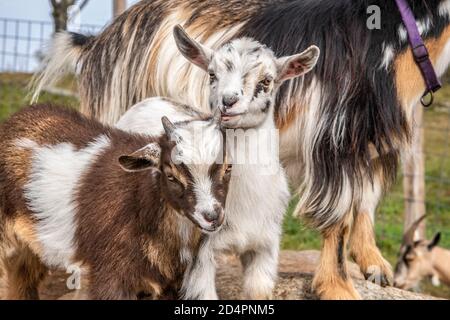 Jeu de chèvres nains nigériens Banque D'Images