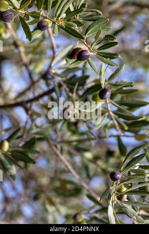 Arrière-plan de l'olivier. Olives noires mûres suspendues à une branche d'arbre, vue rapprochée. Estomper les feuilles vertes et le ciel bleu Banque D'Images