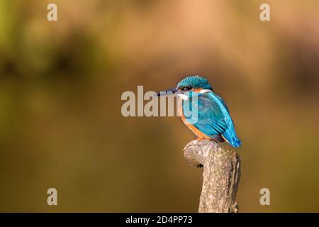 Vue latérale gros plan de l'oiseau kingfisher du Royaume-Uni (Alcedo atthis) en plein air isolé sur la branche, arrière-plan de bokeh doux et espace de copie. Banque D'Images