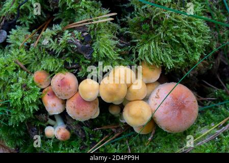 gros plan sélectif sur les champignons de la touffe de soufre et de la capsule de brique Banque D'Images