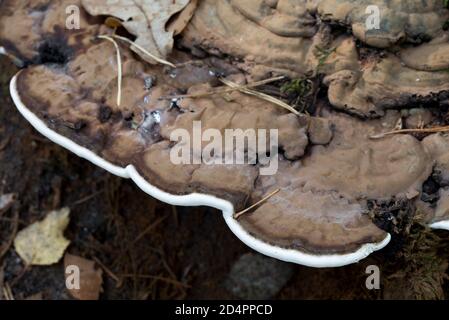 Ganoderma applanatum, support de l'artiste, porte le champignon du pain sur la souche de l'arbre gros plan foyer sélectif Banque D'Images