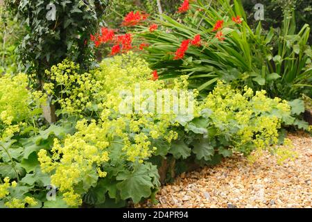 Alchemilla mollis. Fleur de vert acide le manteau de la dame bordant un chemin de gravier dans un jardin anglais. ROYAUME-UNI Banque D'Images