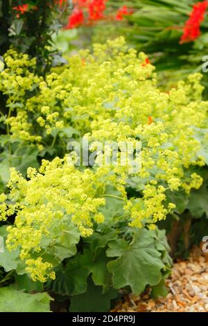 Alchemilla mollis. Fleur de vert acide le manteau de la dame bordant un chemin de gravier dans un jardin anglais. ROYAUME-UNI Banque D'Images