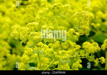 Alchemilla mollis. Le manteau de la dame, présentant des fleurs vert acide distinctives, dans un jardin. ROYAUME-UNI Banque D'Images