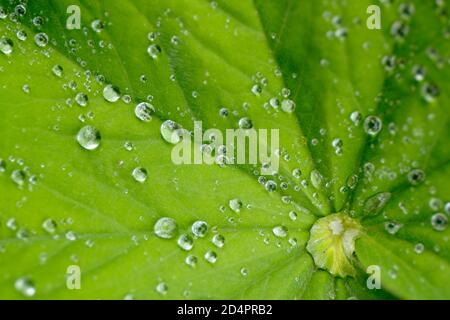 Alchemilla mollis. Des gouttelettes d'eau de pluie se sont regroupées sur la feuille de manteau de la Dame dans un jardin anglais. ROYAUME-UNI Banque D'Images