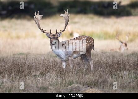 Le cerf de Virginie (Dama dama), un mâle ou un mâle mûr avec de gros bois au début de la saison de rutting Banque D'Images