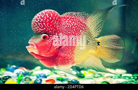 Poissons multicolores aux formes étranges dans un aquarium avec des pierres de couleur sur le fond. Vue de côté. Banque D'Images