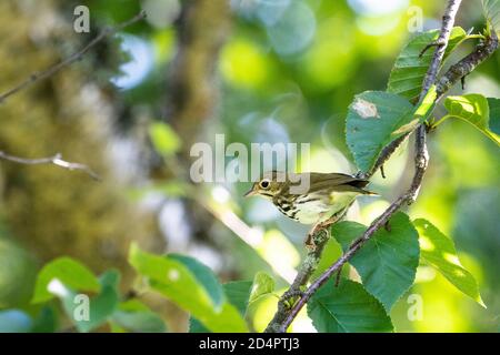 Ovenbird perchée pour la nourriture dans la forêt. Banque D'Images