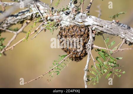 Petit nid d'abeilles sauvages (APIS mellifera) regroupés sous une branche Banque D'Images