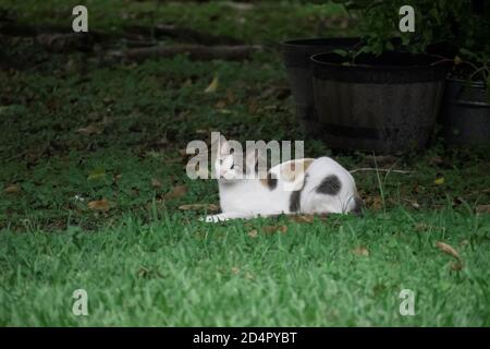 calico chat reposant dans notre jardin nous regardant Banque D'Images