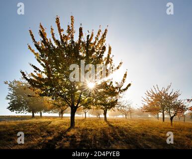 Verger de prairie avec brume matinale en automne, cerisiers avec feuilles d'orange, le soleil brille à travers les feuilles, Saalekreis, Allemagne ( Sachsen-Anhalt) Banque D'Images