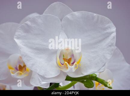 Orchidée blanche (Phalaenopsis amabilis) fleur gros plan sur fond violet doux Banque D'Images