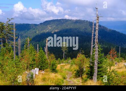 Vue de Heugstatt à Schwarzeck, longue distance sentier de randonnée Goldsteig, morts et jeunes sruques ( Picea abies), Arberkamm, entre Lam et Drachselsri Banque D'Images