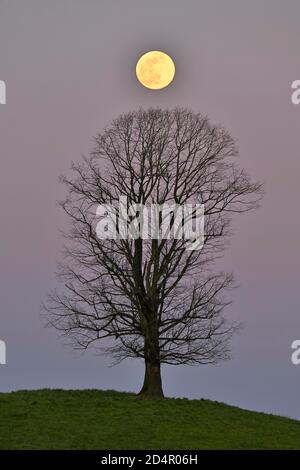 Arbre Solitaire, tilleul (Tilia), sur les collines moraine en pleine lune, canton de Zurich, Suisse, Europe Banque D'Images