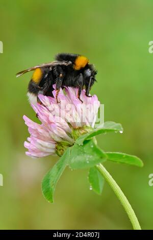 Grande terre Bumblebee (Bombus terrestris) , à la hauteur du trèfle rouge (Trifolium pratense) Suisse Banque D'Images