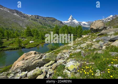 Prairie alpine de fleurs jaunes fleuries au Grindjisee, derrière le Cervin enneigé, Alpes valaisannes, canton du Valais, Suisse, Europe Banque D'Images