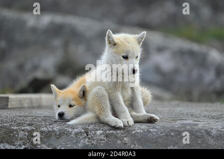 Deux jeunes chiens groenlandais assis sur une dalle de roche, chiots, Qeqertarsuaq, Disco Island, Groenland, Amérique du Nord Banque D'Images