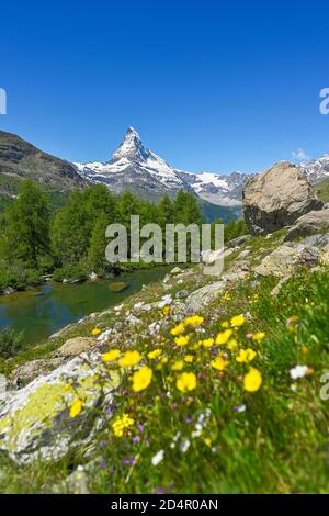 Prairie alpine de fleurs jaunes fleuries au Grindjisee, derrière le Cervin enneigé, Alpes valaisannes, canton du Valais, Suisse, Europe Banque D'Images