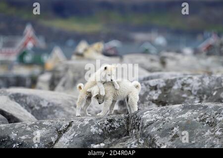 Deux jeunes chiens Greenlandic jouant sur une dalle de roche, chiots, Qeqertarsuaq, Disco Island, Groenland, Amérique du Nord Banque D'Images