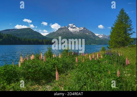 Floraison Lupin (Lupinus) , dans le dos Piz da la Margna, Lac Sils, haute Engadine, Canton de Grisons, Suisse, Europe Banque D'Images