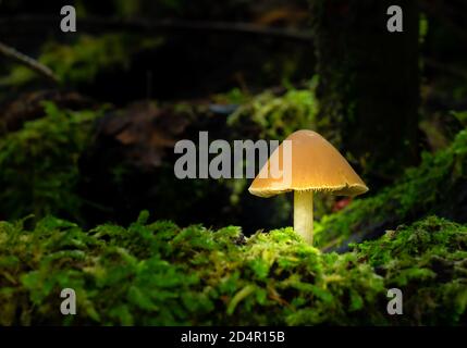 Tabouret de pied-de-pied qui pousse à partir de bois mort recouvert de mousse Banque D'Images
