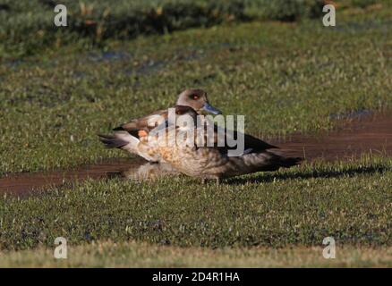 Paire de Canards à crête (Lophonetta spécularioides alticola) sur des prairies humides à Puna Salta, en Argentine Janvier Banque D'Images