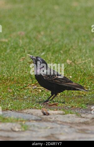 European Starling (Sturnus vulgaris) adulte buvant de la flaque de Buenos Aires, Argentine Janvier Banque D'Images