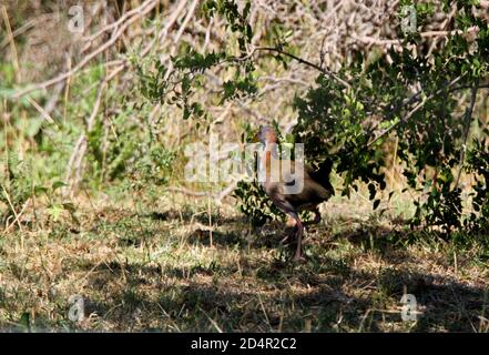 Chemin de fer à bois géant (Aramides ypecaha) adulte marchant dans le broussailles de la province de Buenos Aires, Argentine Janvier Banque D'Images