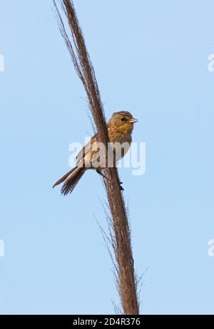 Herbage jaune-finch (Sicalis luteola) femelle perchée sur le roseau Punta Rasa, Argentine Janvier Banque D'Images