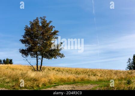 Arbre unique à feuilles caduques sur un blanc automne sec défrichement, herbe sèche, concept de solitude, fond bleu cristal ciel, espace de copie. Banque D'Images