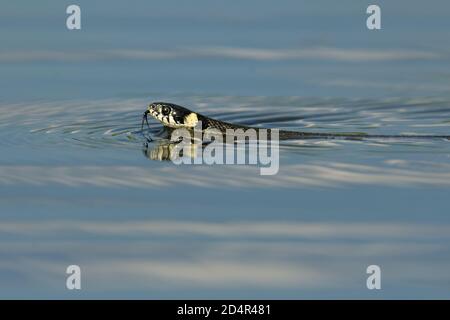 La couleuvre à collier (Natrix natrix) nager à travers la petite lagune et soulevant son haed. Serpent dans l'eau avec fond brun. Banque D'Images