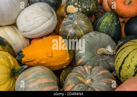 Mini-citrouilles et une variété de gourdes mélangées une pile à vendre à une ferme pour l'automne gros plan sur la saison Banque D'Images