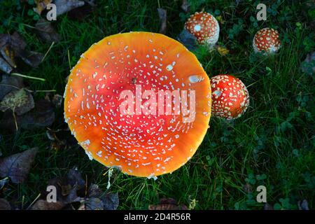 Amanita Mushroom (Amanitaceae). L'un des champignons les plus toxiques au monde. Responsable de plus de la moitié de tous les cas d'empoisonnement aux champignons. 6 pouces de diamètre. Banque D'Images