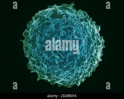 Lymphocytes B humains Micrographe électronique à balayage colorisé d'une cellule B provenant d'un donneur humain. Crédit: NIAID ; créations: NIAID Banque D'Images