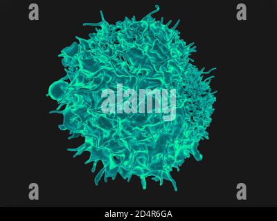 T Lymphocyte Micrographe électronique à balayage colorisé d'un lymphocyte T. Crédit: NIAID ; créations: NIAID Banque D'Images